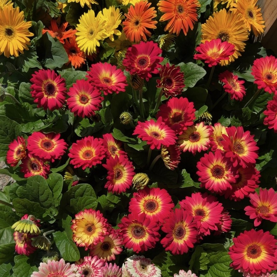 Gerbera daisies